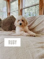 Ruby, a female Goldendoodle for sale in Columbia City, IN – 1 of 5
