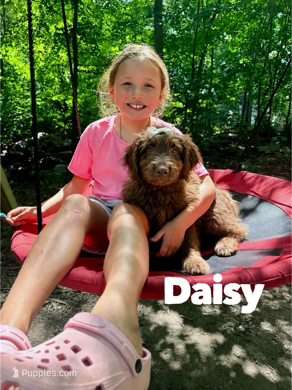 Daisy  – Aussiedoodle puppy for sale in Columbia City, IN
