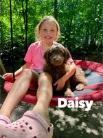 Daisy , a female Aussiedoodle for sale in Columbia City, IN – 2 of 8