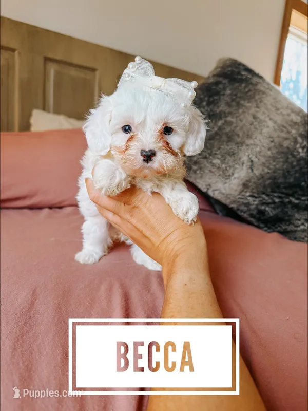 Becca  – Cavapoo puppy for sale in Columbia City, IN