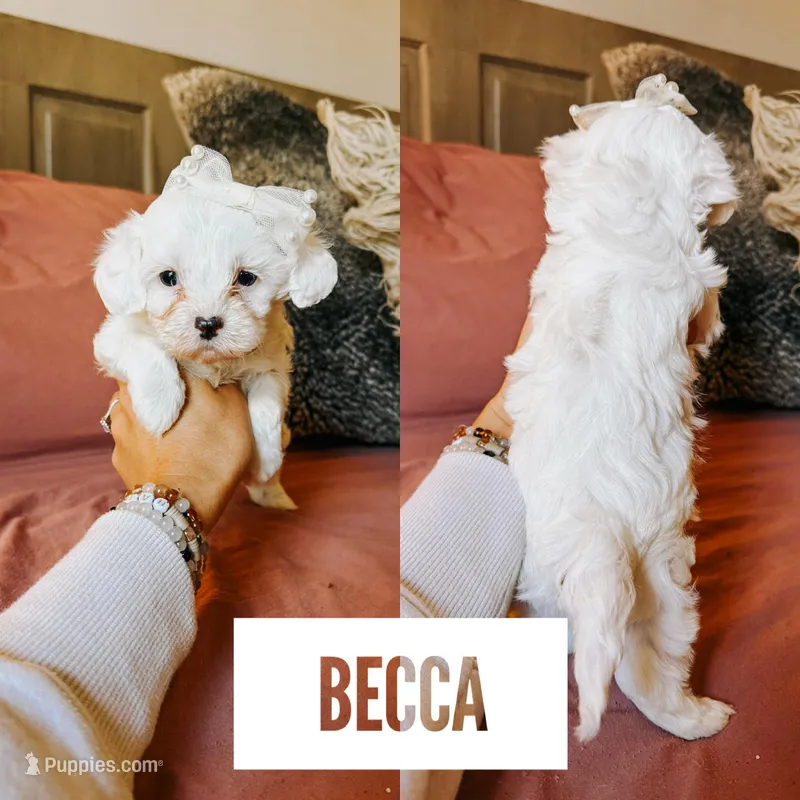 Becca  – Cavapoo puppy for sale in Columbia City, IN