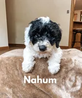 Nahum, a male Saint Berdoodle for sale in Columbia City, IN – Photo 3 of 4