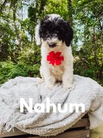 Nahum, a male Saint Berdoodle for sale in Columbia City, IN – Photo 2 of 4