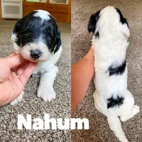 Nahum, a male Saint Berdoodle for sale in Columbia City, IN – Photo 4 of 4