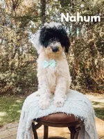 Nahum, a male Saint Berdoodle for sale in Columbia City, IN – Photo 1 of 4