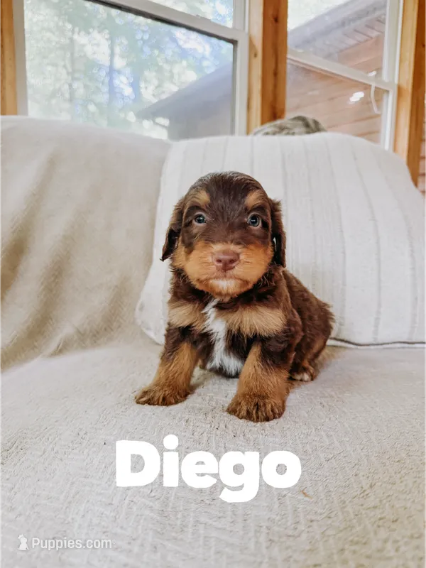 Diego  – Aussiedoodle puppy for sale in Columbia City, IN