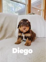 Diego , a male Aussiedoodle for sale in Columbia City, IN – 2 of 4