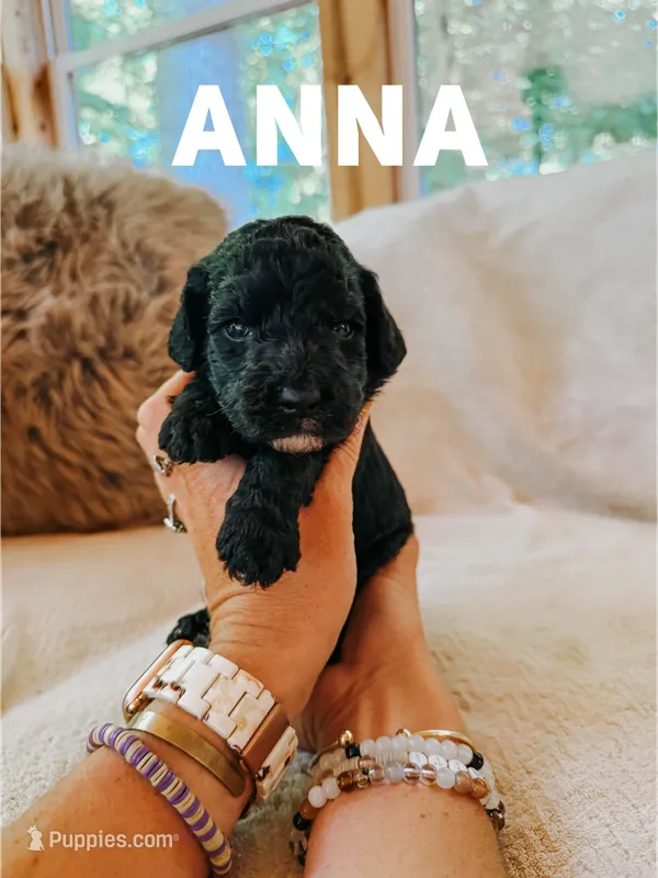 Anna – Goldendoodle puppy for sale in Columbia City, IN