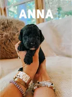 Anna, a female Goldendoodle for sale in Columbia City, IN – 1 of 1