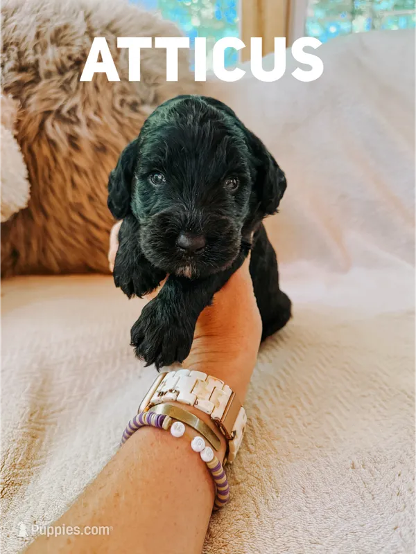 Atticus  – Goldendoodle puppy for sale in Columbia City, IN