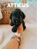 Atticus , a male Goldendoodle for sale in Columbia City, IN – 1 of 1