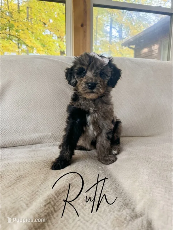 Ruth – Goldendoodle puppy for sale in Columbia City, IN