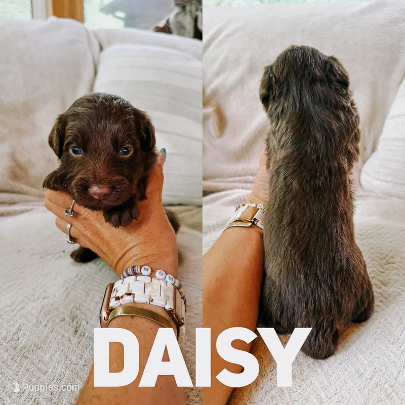 Daisy  – Aussiedoodle puppy for sale in Columbia City, IN