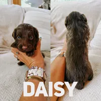 Daisy , a female Aussiedoodle for sale in Columbia City, IN – 1 of 1