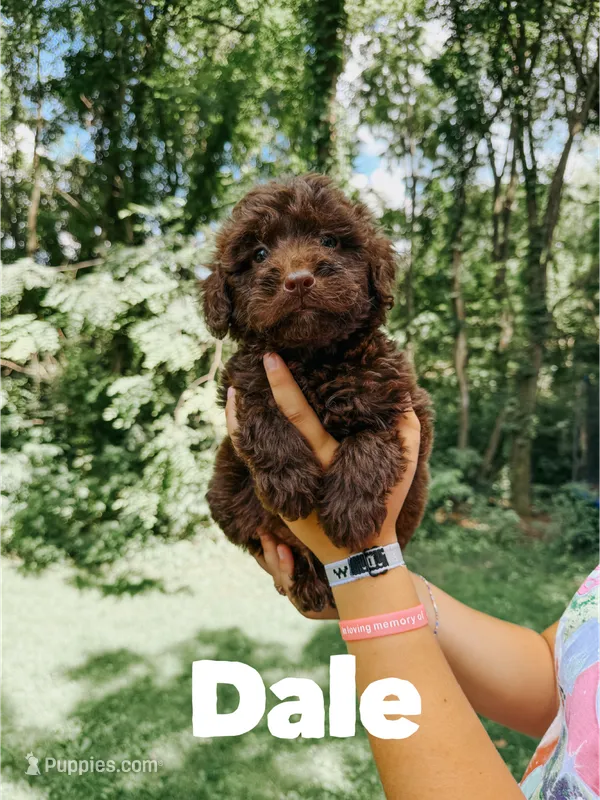 Dale – Aussiedoodle puppy for sale in Columbia City, IN