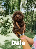 Dale, a male Aussiedoodle for sale in Columbia City, IN – 1 of 4