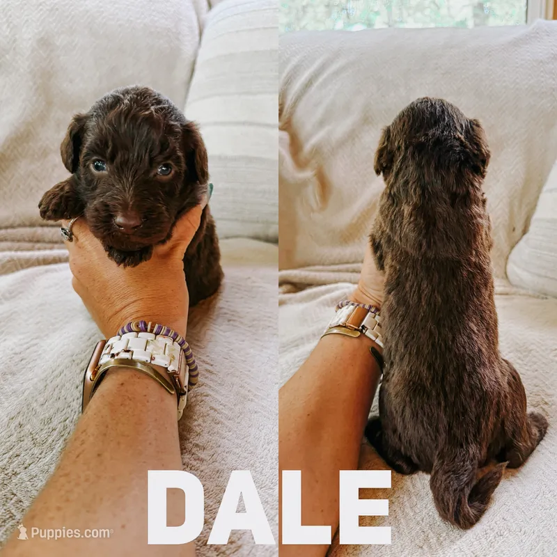Dale – Aussiedoodle puppy for sale in Columbia City, IN