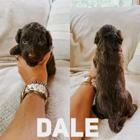 Dale, a male Aussiedoodle for sale in Columbia City, IN – 1 of 1