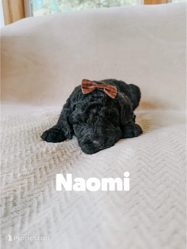 Naomi  – Saint Berdoodle puppy for sale in Columbia City, IN