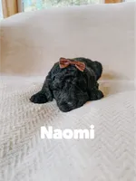 Naomi , a female Saint Berdoodle for sale in Columbia City, IN – 1 of 1