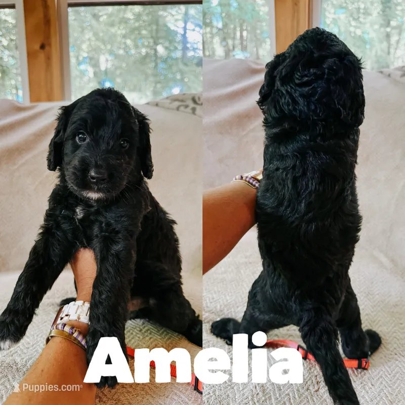 Amelia  – Goldendoodle puppy for sale in Columbia City, IN