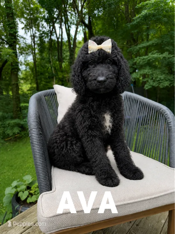 Ava – Goldendoodle puppy for sale in Columbia City, IN