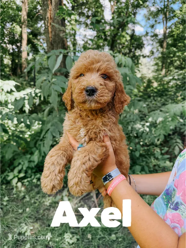 Axel – Goldendoodle puppy for sale in Columbia City, IN