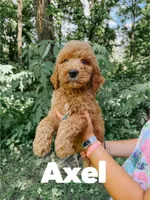 Axel, a male Goldendoodle for sale in Columbia City, IN – 1 of 4