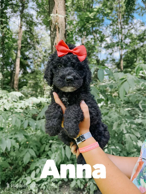 Anna – Goldendoodle puppy for sale in Columbia City, IN