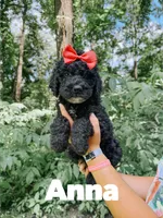 Anna, a female Goldendoodle for sale in Columbia City, IN – 1 of 4