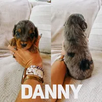 Danny , a male Aussiedoodle for sale in Columbia City, IN – 1 of 1