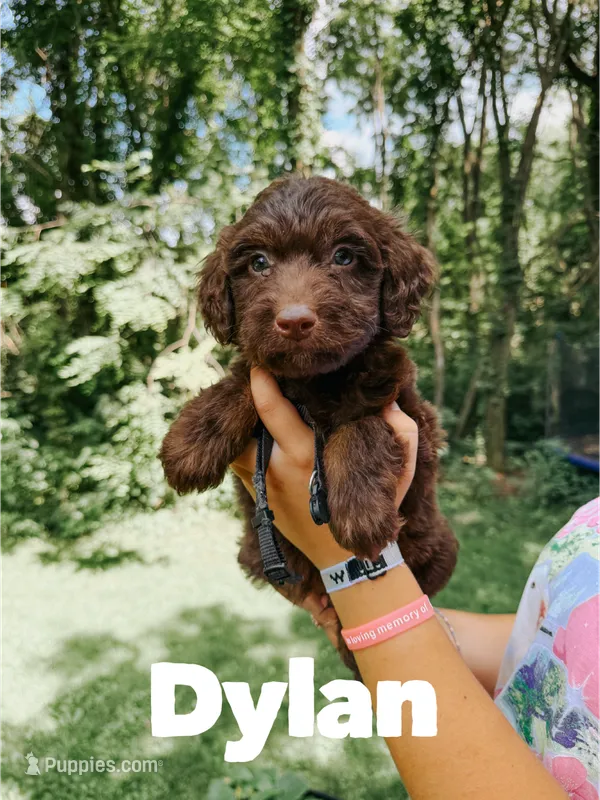 Dylan  – Aussiedoodle puppy for sale in Columbia City, IN