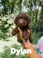Dylan , a male Aussiedoodle for sale in Columbia City, IN – 1 of 4