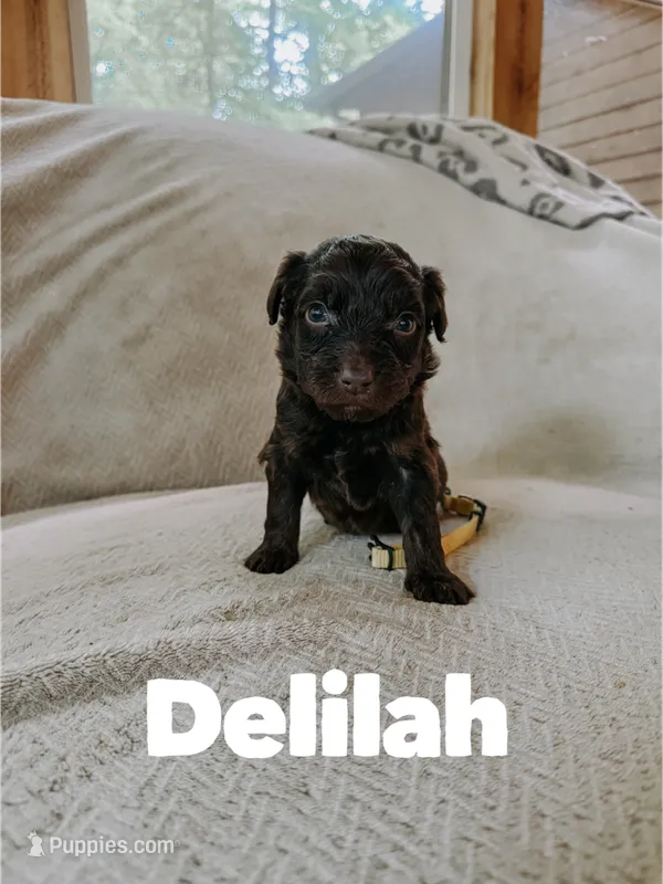 Delilah  – Aussiedoodle puppy for sale in Columbia City, IN