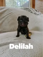 Delilah , a female Aussiedoodle for sale in Columbia City, IN – 3 of 4