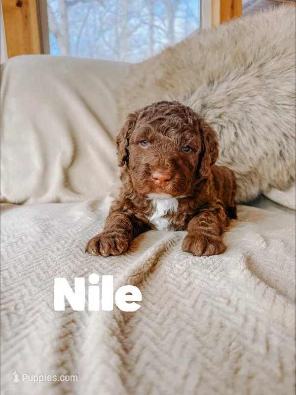 Nile – Saint Berdoodle puppy for sale in Columbia City, IN