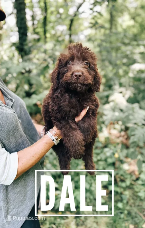 Dale – Aussiedoodle puppy for sale in Columbia City, IN