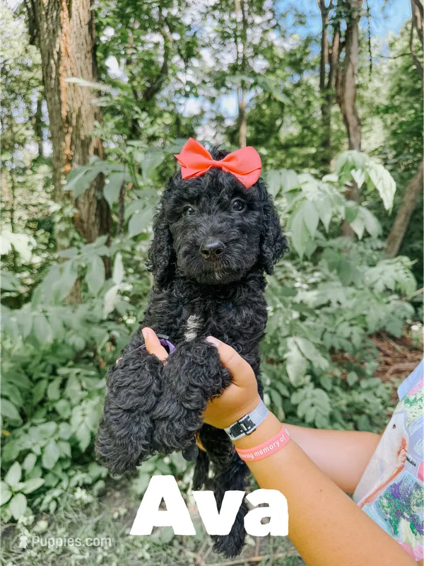 Ava – Goldendoodle puppy for sale in Columbia City, IN