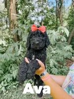 Ava, a female Goldendoodle for sale in Columbia City, IN – 1 of 4