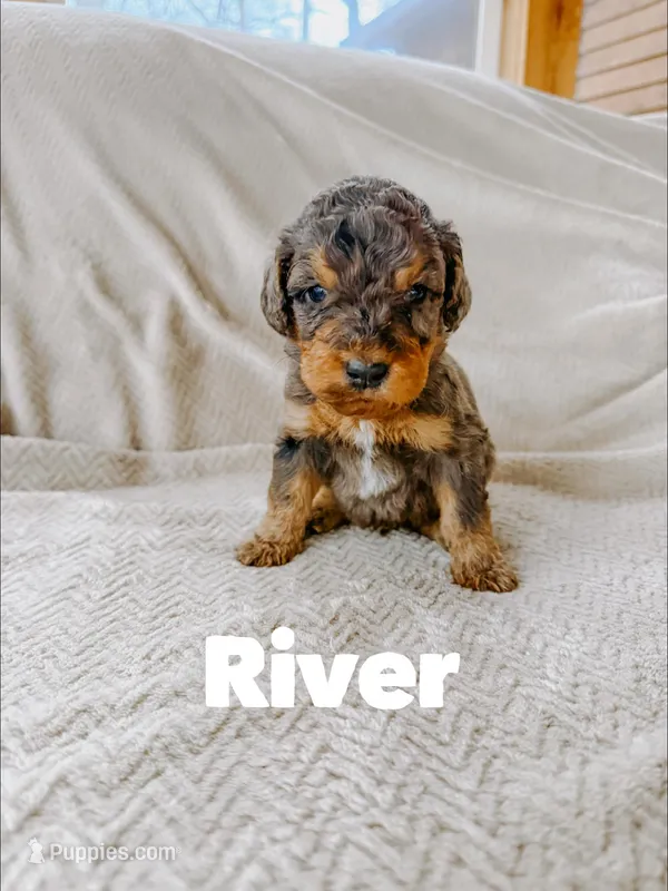 River  – Goldendoodle puppy for sale in Columbia City, IN
