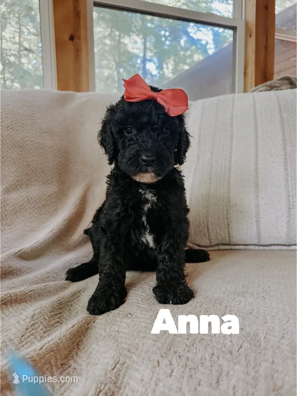 Anna – Goldendoodle puppy for sale in Columbia City, IN