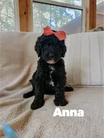 Anna, a female Goldendoodle for sale in Columbia City, IN – 2 of 4