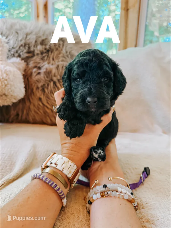 Ava – Goldendoodle puppy for sale in Columbia City, IN