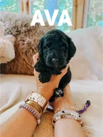 Ava, a female Goldendoodle for sale in Columbia City, IN – 1 of 1