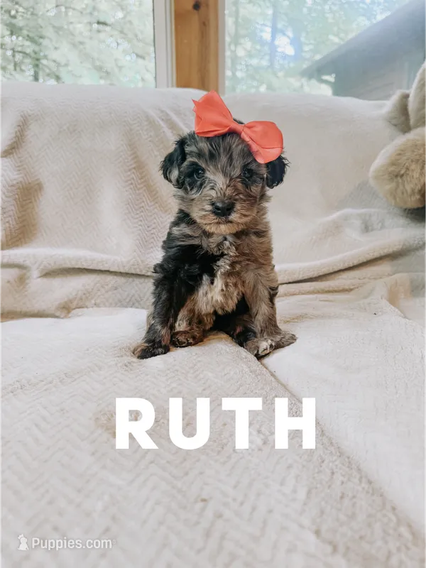 Ruth – Goldendoodle puppy for sale in Columbia City, IN