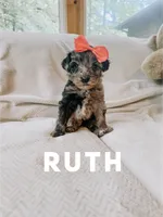 Ruth, a female Goldendoodle for sale in Columbia City, IN – 1 of 1