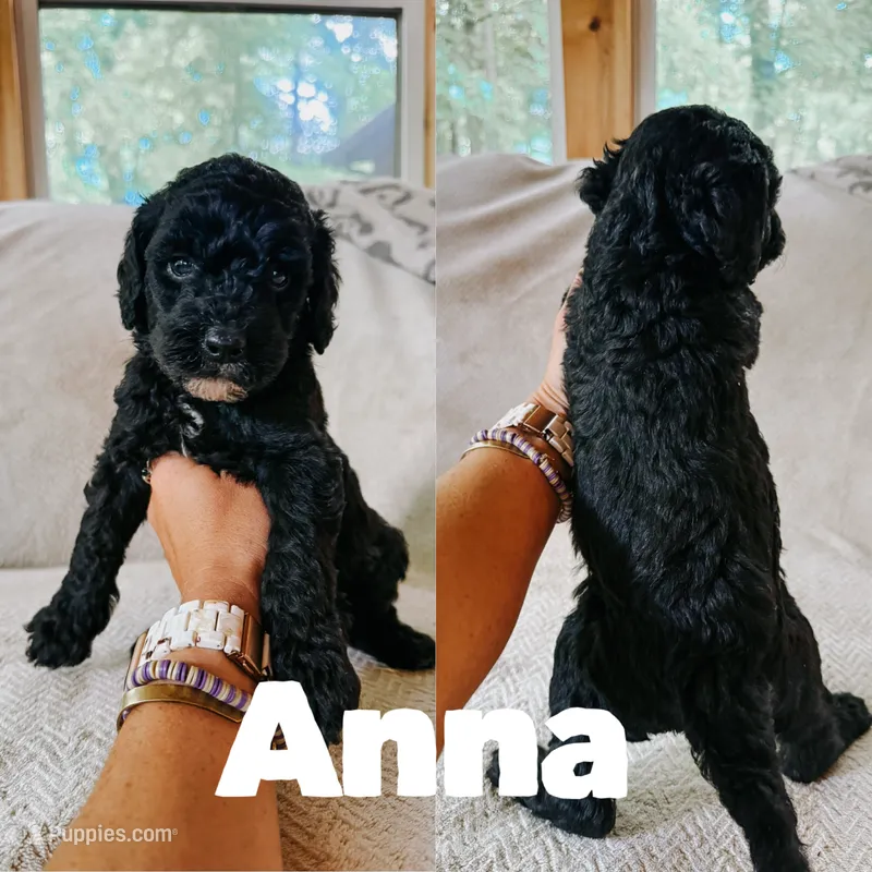 Anna – Goldendoodle puppy for sale in Columbia City, IN