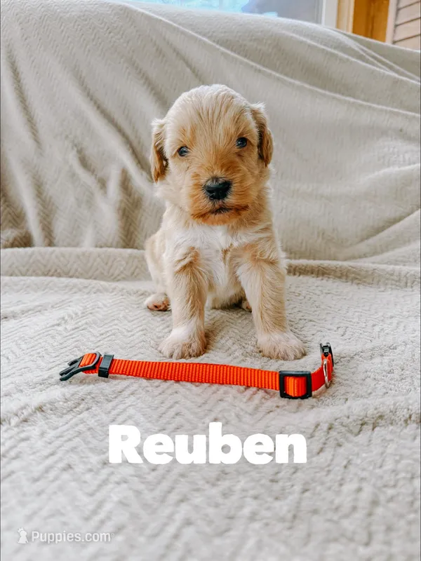 Reuben – Goldendoodle puppy for sale in Columbia City, IN