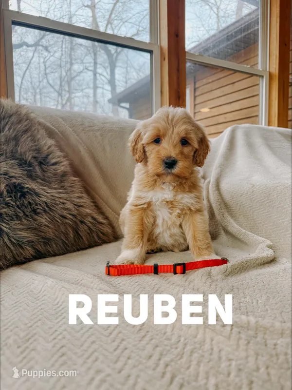 Reuben – Goldendoodle puppy for sale in Columbia City, IN