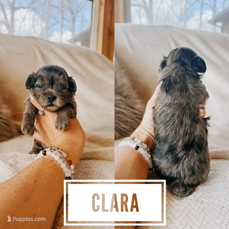 Clara – Shihpoo puppy for sale in Columbia City, IN